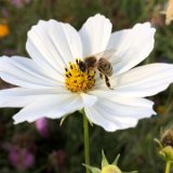 Cosmos bipinnatus blanc / septembre 2020